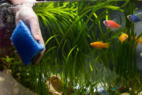 Business Training For Aquarium Maintenance Service Company Owners